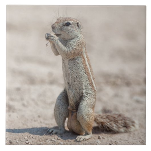 Cute ground sqirrel tegeltje (Voorkant)