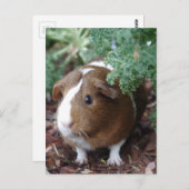 Cute Guinea Pig Briefkaart (Voorkant / Achterkant)