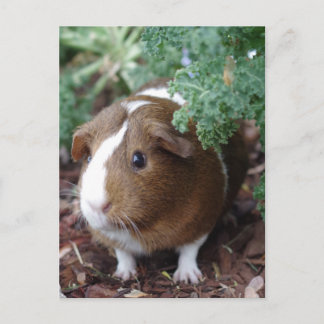 Cute Guinea Pig Briefkaart