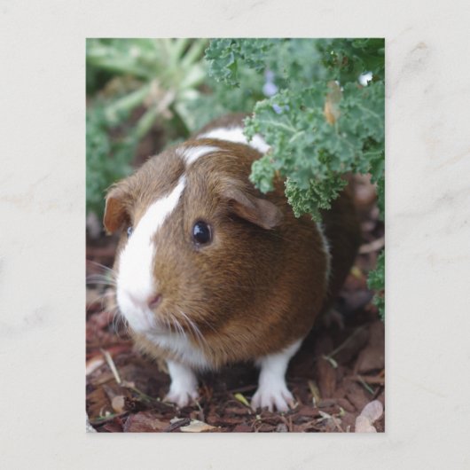 Cute Guinea Pig Briefkaart (Voorkant)
