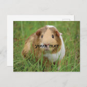 Cute Guinea Pig Briefkaart (Voorkant / Achterkant)