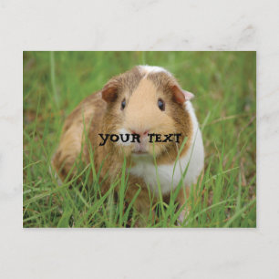 Cute Guinea Pig Briefkaart
