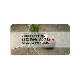 Cute Guinea Pig Etiket