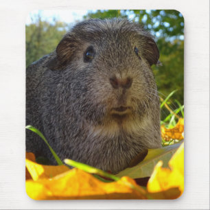 Cute Guinea Pig in Natuur Muismat