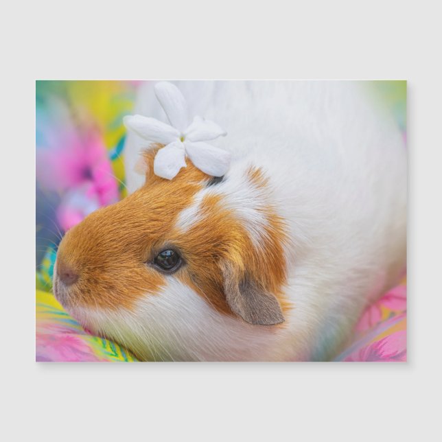 Cute Guinee Pig Pet (Voorkant)