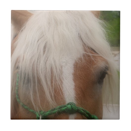 Cute Haflinger Horse Face Animal Tegeltje (Voorkant)