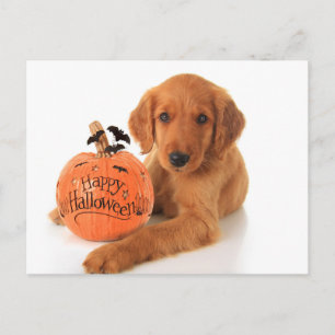 Cute Halloween Puppy with a pomkin Briefkaart