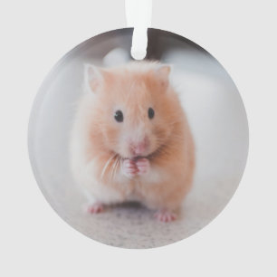 Cute Hamster Love Animals