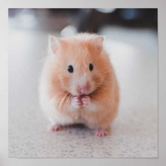 Cute Hamster Love Animals Poster (Voorkant)