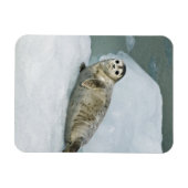Cute Harbour-zegel op sneeuw Magneet (Horizontaal)