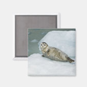 Cute Harbour-zegel op sneeuw Magneet (Voorkant / Achterkant)