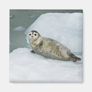 Cute Harbour-zegel op sneeuw Magneet