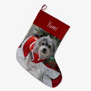Cute Havanese Grote Kerstsok