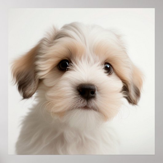 Cute Havanese Puppy Dog Portret Poster (2) (Voorkant)