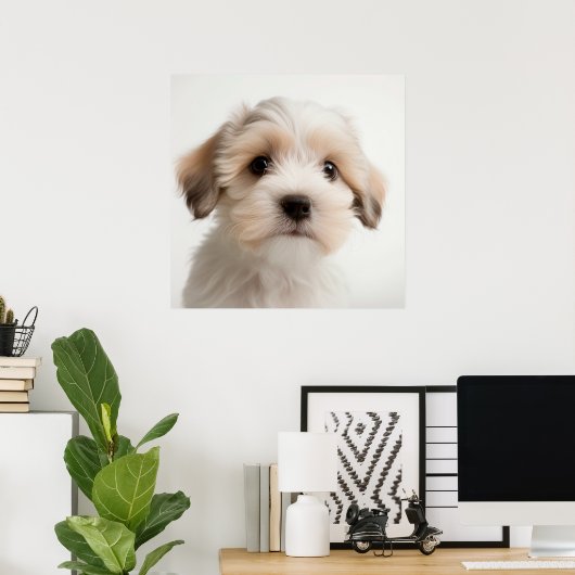 Cute Havanese Puppy Hond Portret Poster (2) (Thuiskantoor)