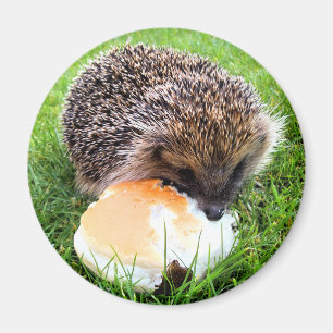 CUTE HEDGEHOG MAGNEET