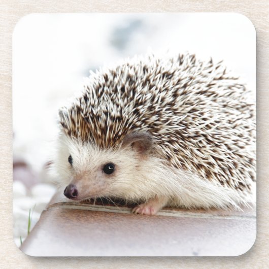 Cute Hedgel Bier Onderzetter (Voorkant)