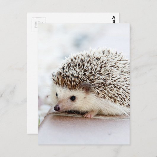 Cute Hedgel Briefkaart (Voorkant / Achterkant)
