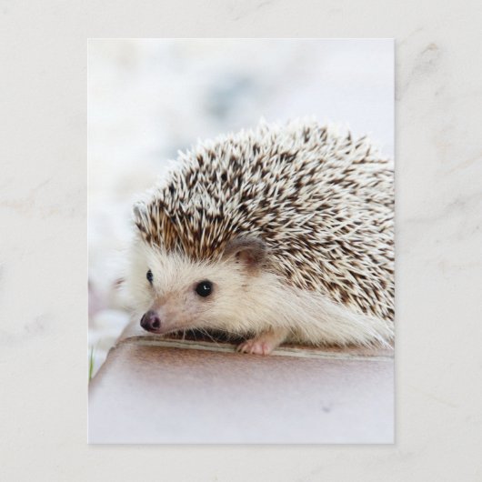 Cute Hedgel Briefkaart (Voorkant)