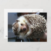 Cute Hedgel Briefkaart (Voorkant / Achterkant)