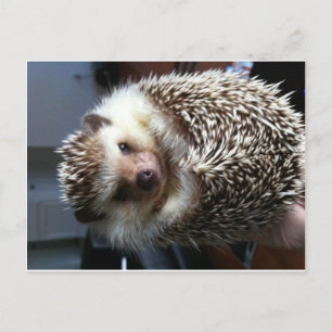 Cute Hedgel Briefkaart
