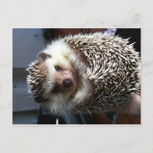 Cute Hedgel Briefkaart (Voorkant)