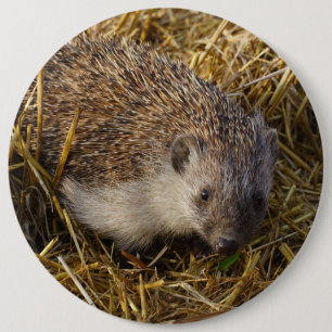 Cute hedgel in Stubble Field Ronde Button 6,0 Cm