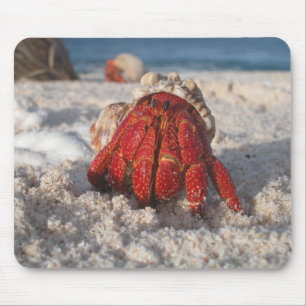 Cute Hermit Crab op White Sandy Beach Closeup Muismat