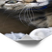 Cute Highland Lynx Kitten Poster (Hoek)