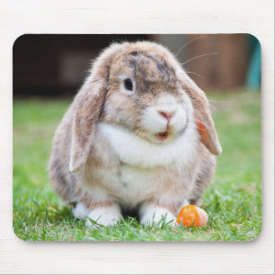 Cute Holland Mini Lop Bunny Rabbit Muismat