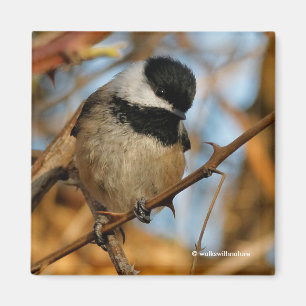 Cute Hopeful Black Capped Chickadee Songbird Magneet