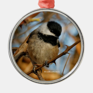 Cute Hopeful Black Capped Chickadee Songbird Metalen Ornament