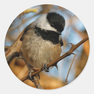 Cute Hopeful Black Capped Chickadee Songbird Ronde Sticker