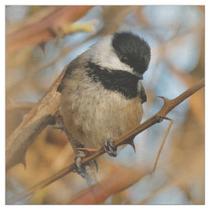 Cute Hopeful Black Capped Chickadee Songbird Stof