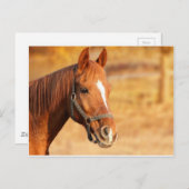 CUTE HORSE BRIEFKAART (Voorkant / Achterkant)