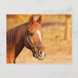 CUTE HORSE BRIEFKAART