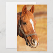 CUTE HORSE BRIEFPAPIER (Voorkant / Achterkant)