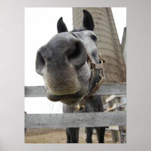 Cute Horse Close Poster