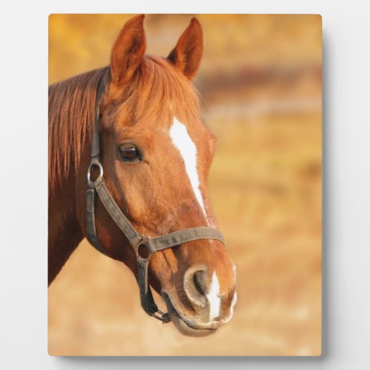 CUTE HORSE FOTOPLAAT (Voorkant)