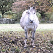 CUTE HORSE KERAMISCHE KNOP