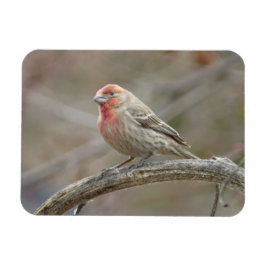 Cute House Finch Magnet Magneet