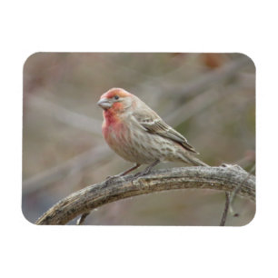 Cute House Finch Magnet Magneet