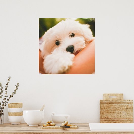 Cute & Huggable Dog Close-up poster (Keuken)