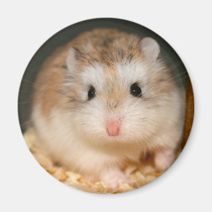 Cute Ickle Magnet Magneet