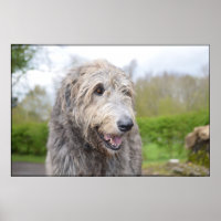 Cute Irish Wolfhound