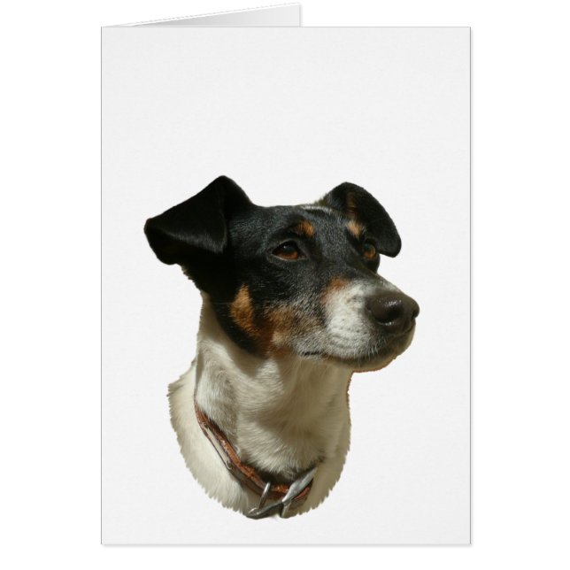 Cute Jack Russell Dog (Voorkant)