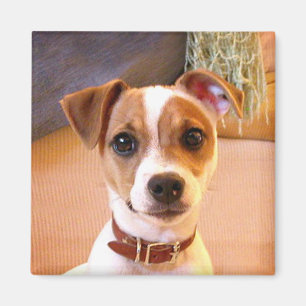 Cute Jack Russell Terrier magnet Magneet