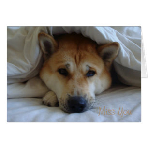 Cute japaneses akita sous couvertures de lit