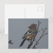 Cute Jay dans l'arbre do-it-yourself carte postale (Devant / Derrière)