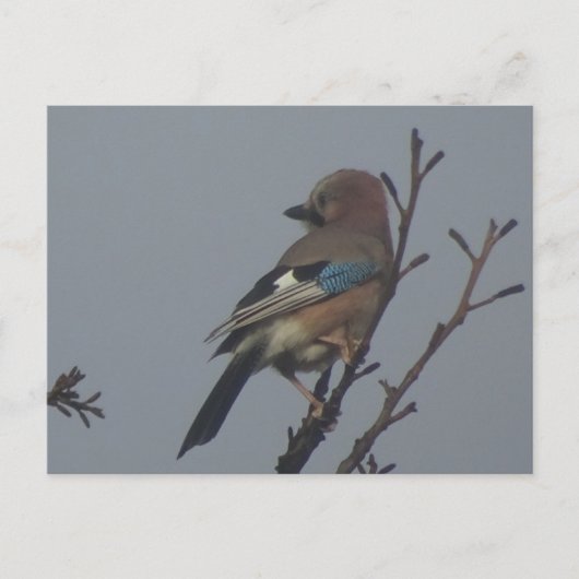 Cute Jay dans l'arbre do-it-yourself carte postale (Devant)